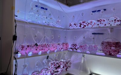 PHAROS consolida MarCoLab como un referente de innovación abierta para la restauración de los ecosistemas marinos